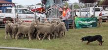 Adrian Carpenter of Cressy and Piper work the sheep through obstacles in the yard dog trials.