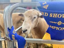 The Champion Ryeland Ram from the Wade familys Capelands Stud at Table Cape chilling after his win.