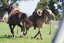 Performing a manouvre called crossover tent pegs. This is used to teach horse and rider to trust eachother.