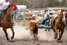 Rodeo season in full swing | Tasmanian Country Newspaper