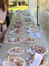 Entries in the Koonya Garlic Festival garlic competition.