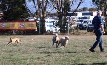 Agfest