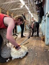 Young shearers hard at work