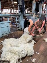 Young shearers hard at work