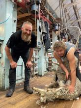 Young shearers hard at work