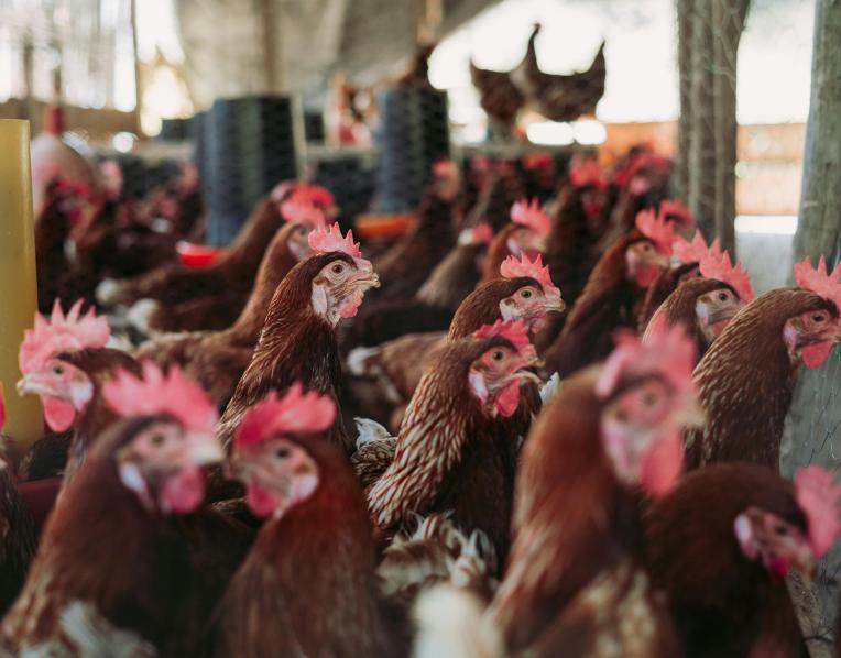 Chickens