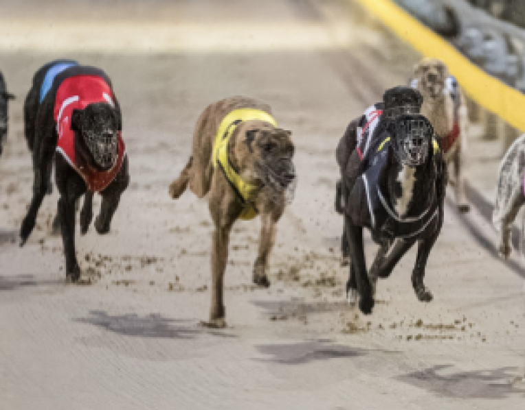 Greyhounds racing