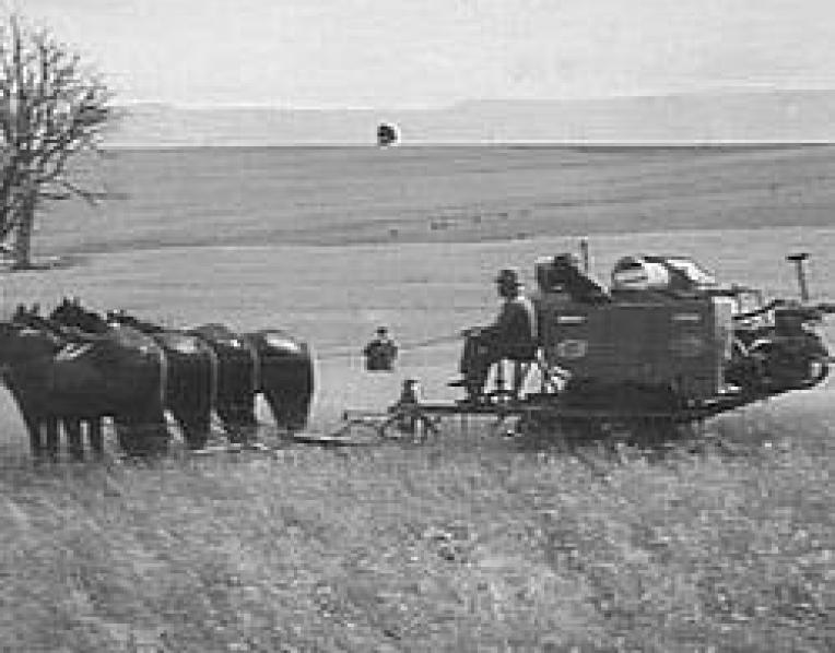 Farming at Cressy