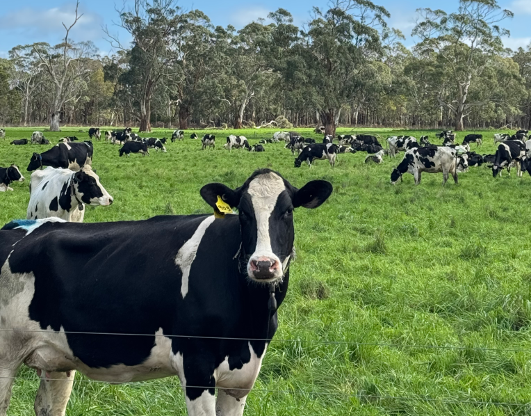 Milk fat is a critical component of dairy profitability