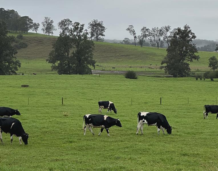 Milk fat is a critical component of dairy profitability, particularly in the Australian market
