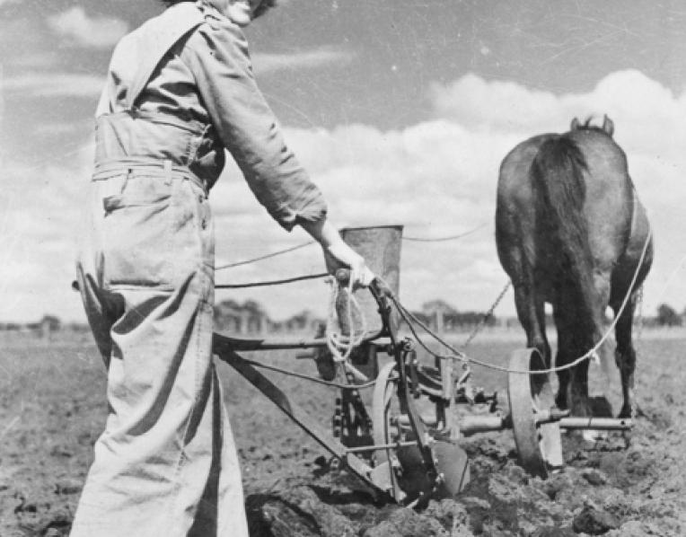 A member of the Australian Women's Land Army operates a horse drawn plough in preparation for planting potatoes C.1944. Photo courtesy Australian War Memorial.