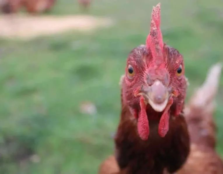Adeline Lloyd's photo of a chicken at Cressy District High School