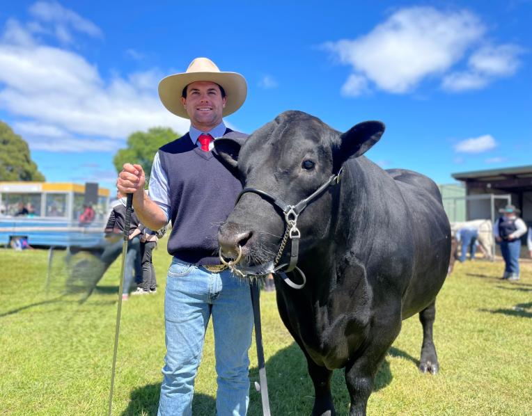 Angus bull Quarterways Techno upheld local pride at Scottsdale last Friday, winning the sashes for senior bull, Angus bull and grand champion of Scottsdale Show. 