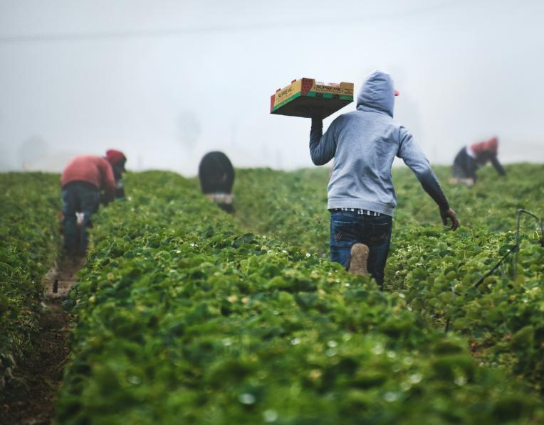 Agriculture workers in field