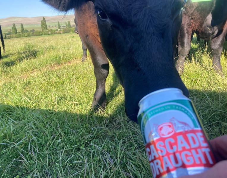 One of Ross Mace's cattle having a sip of Cascade Draught