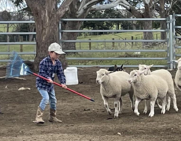 Lachie Boon learning how to shepherd livestock