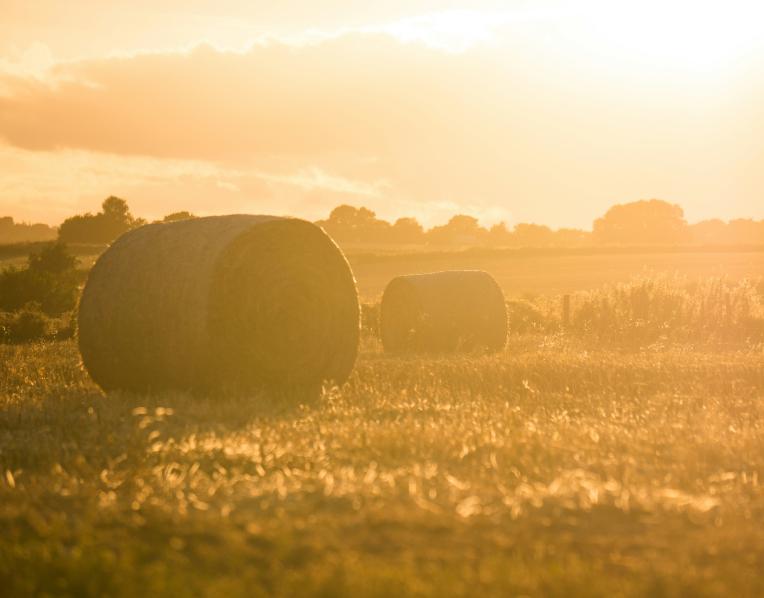 Hay bales in a field