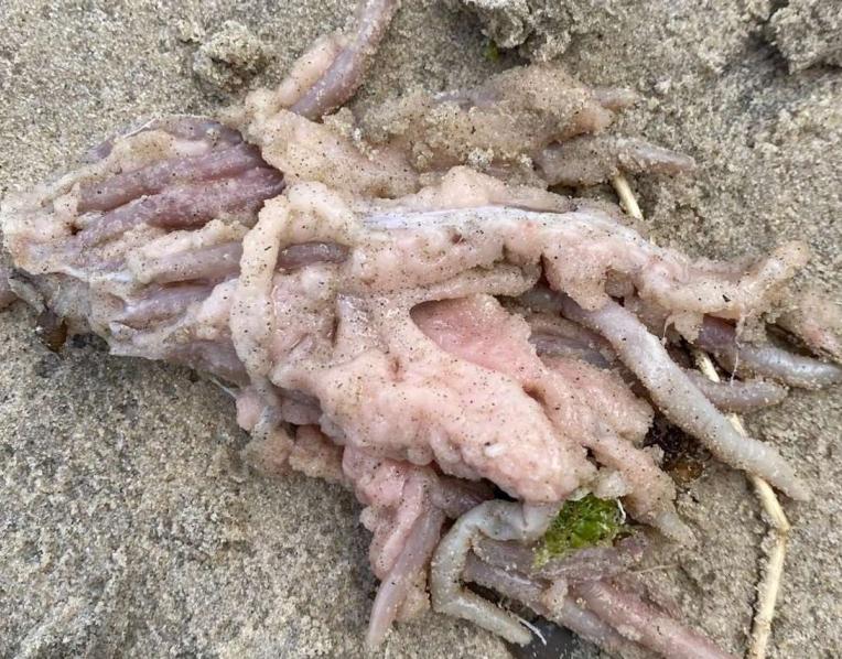 Fish remains found at Verona Sands on Christmas Day.