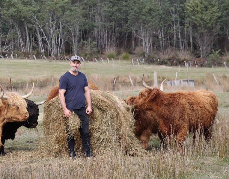 feeding the highland cattle