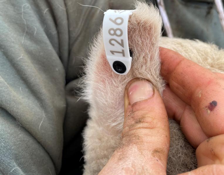 A tagged lamb