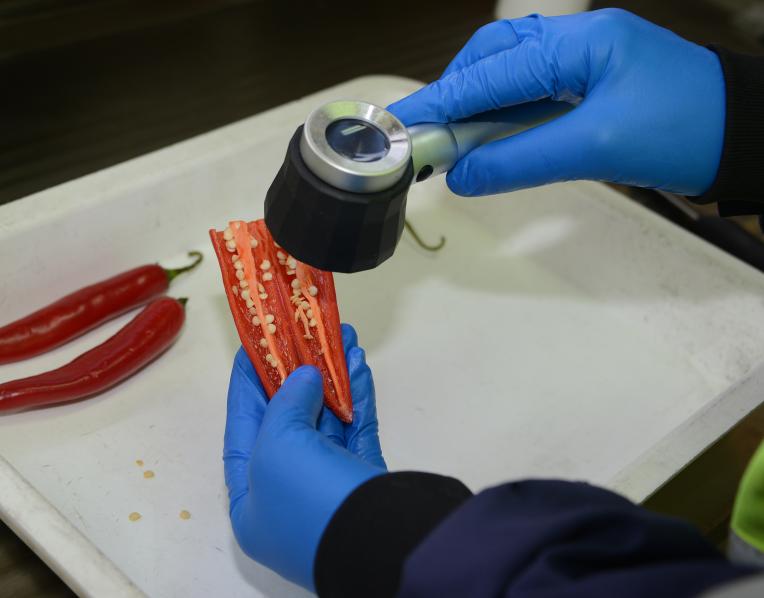 Checking for fruit flies in chill