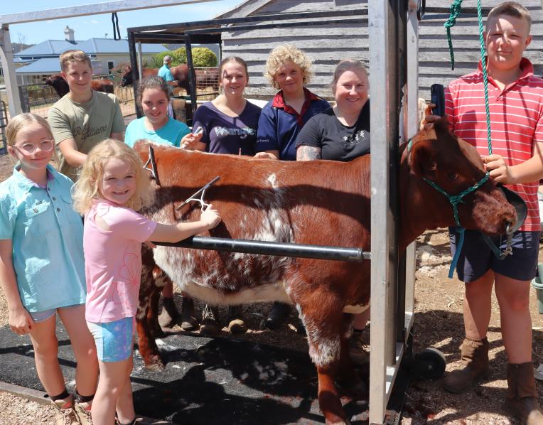 Clockwise from front: Zoe  Woodiwiss, 7, of Sunnyside;  Charlotte Ireland, 10, of  Sunnyside; Jack Baldock, 13,  of Nook; Charlotte Richards,  11, of Sunnyside; Mia Baldcock  15, of Nook; Rorey Smith, 15  of Railton; Chloe Temple, of  Nook and Mitch Woodiwiss, 13,  of Sunnyside giving shorthorn  heifer Royston Empress the royal treatment ahead of the Chudleigh Show