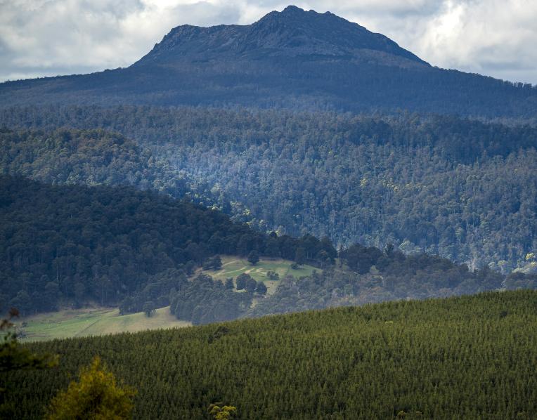 A Forico plantation in northeast Tasmania