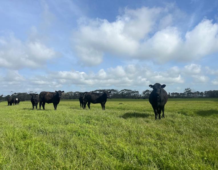 King Island beef property