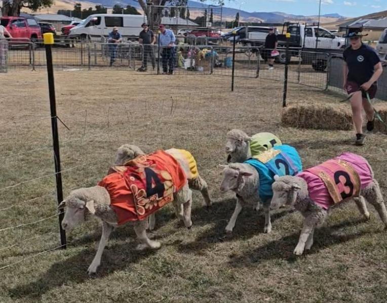 Sheep racing