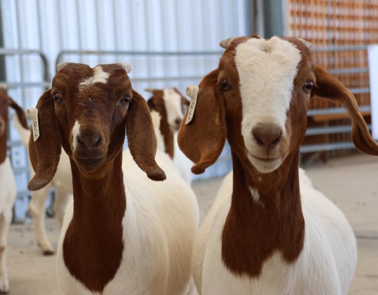 Boer goat does