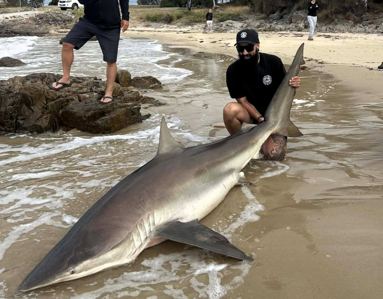 Sammy Tilyard with a massive three metre Bronze Whaler shark he caught and released at Bridport