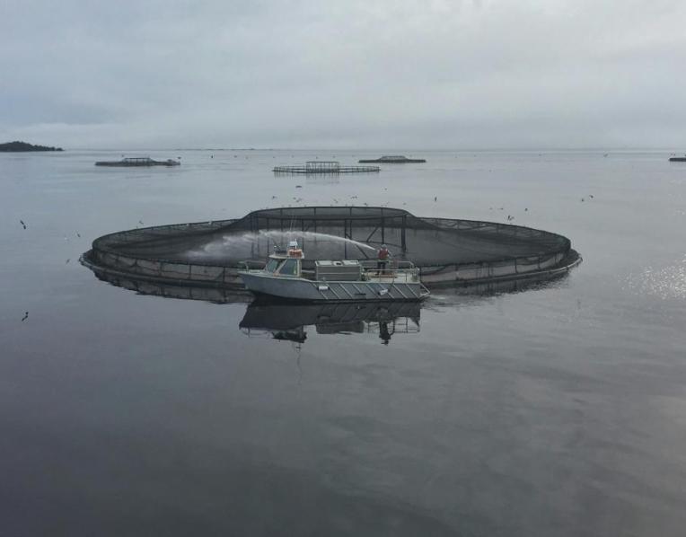 Salmon farms