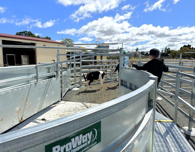 Cattle yards at Hagley Farm Primary School