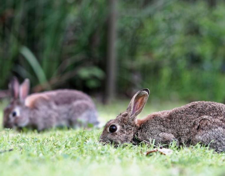 Rabbits