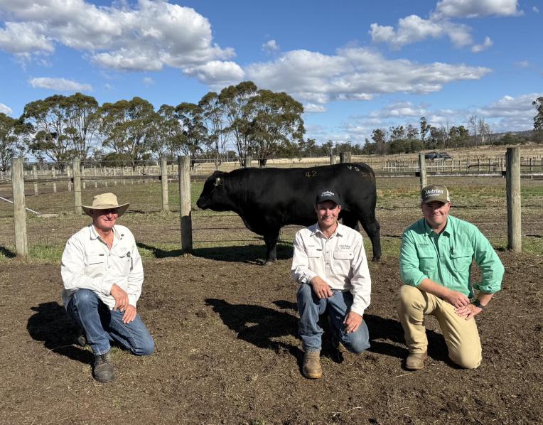 : The $19,000  top-priced bull by Tolivar  Angus,  Lulworth, with  Colin Hill and Hayden  Harper, Tolivar Angus,  and Nutrien Stud Stock  Tasmania agent Cooper  Lamprey.