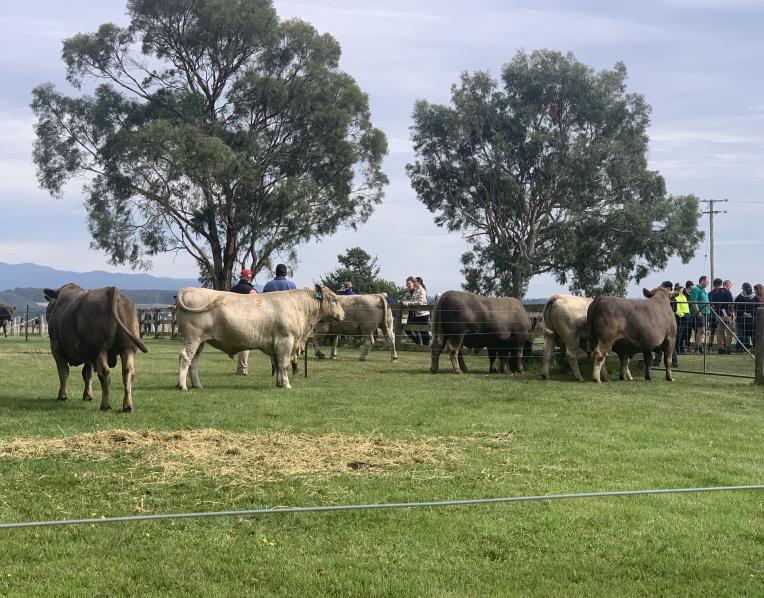 Woodburn Murray Greys