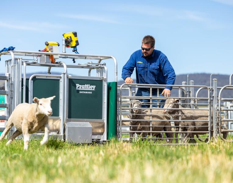 Datamars Livestock EID tag specialist Tyler Geist