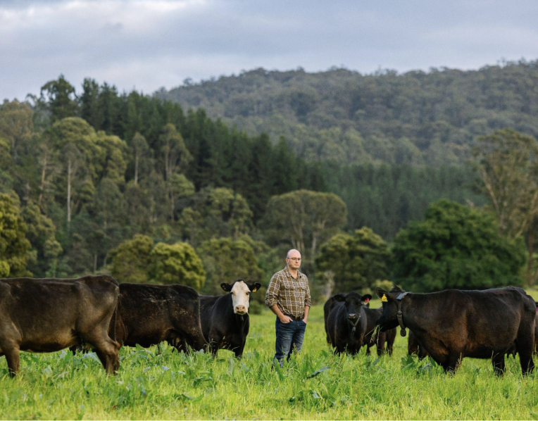 Nathan’s cattle wearing the Halter collar