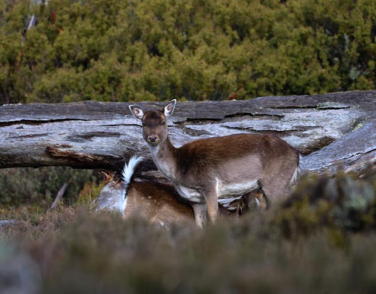 Feral deer. Picture ZAC BARTELS