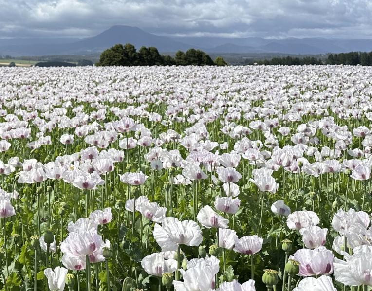 Poppies in a field
