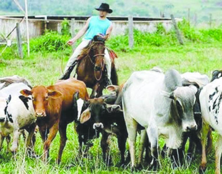 Brazillian cattle farmer