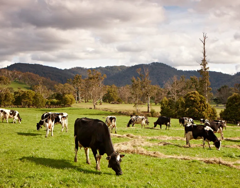 Pyengana Dairy