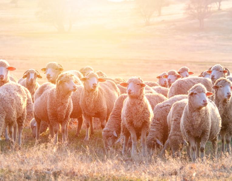Sheep