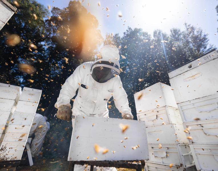 Bees