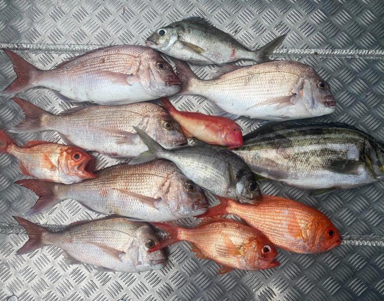 Fish caught Adrian Beach
