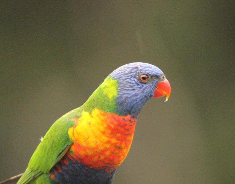 A rainbow lorikeet