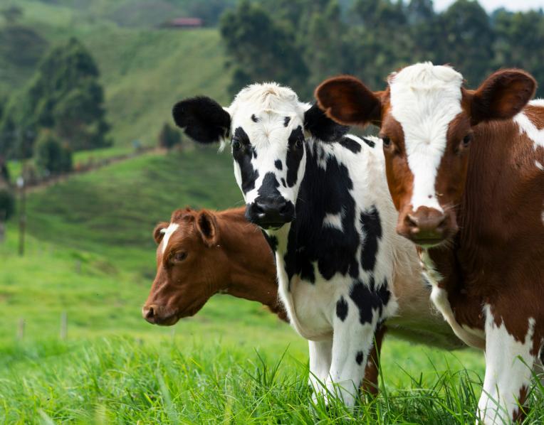 Dairy cows