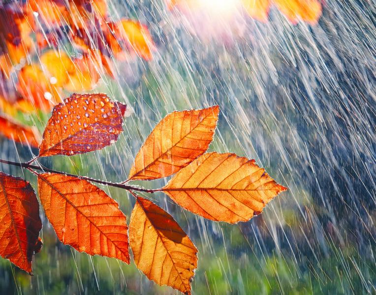 Rain