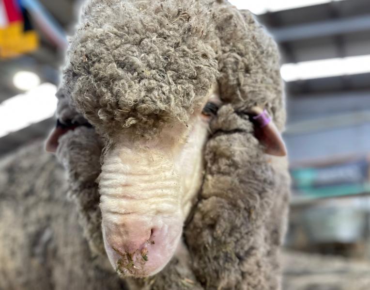 Trufusis Merino Stud's Supreme Champion