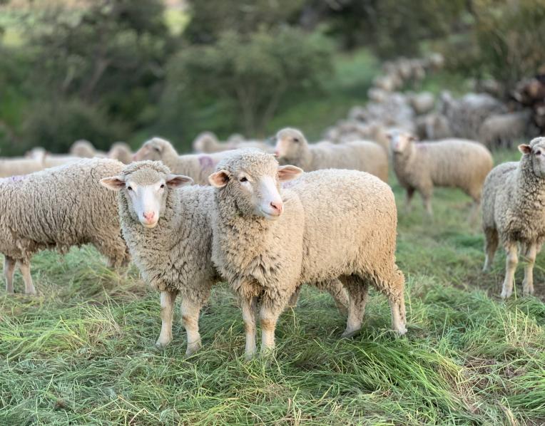 Merino sheep